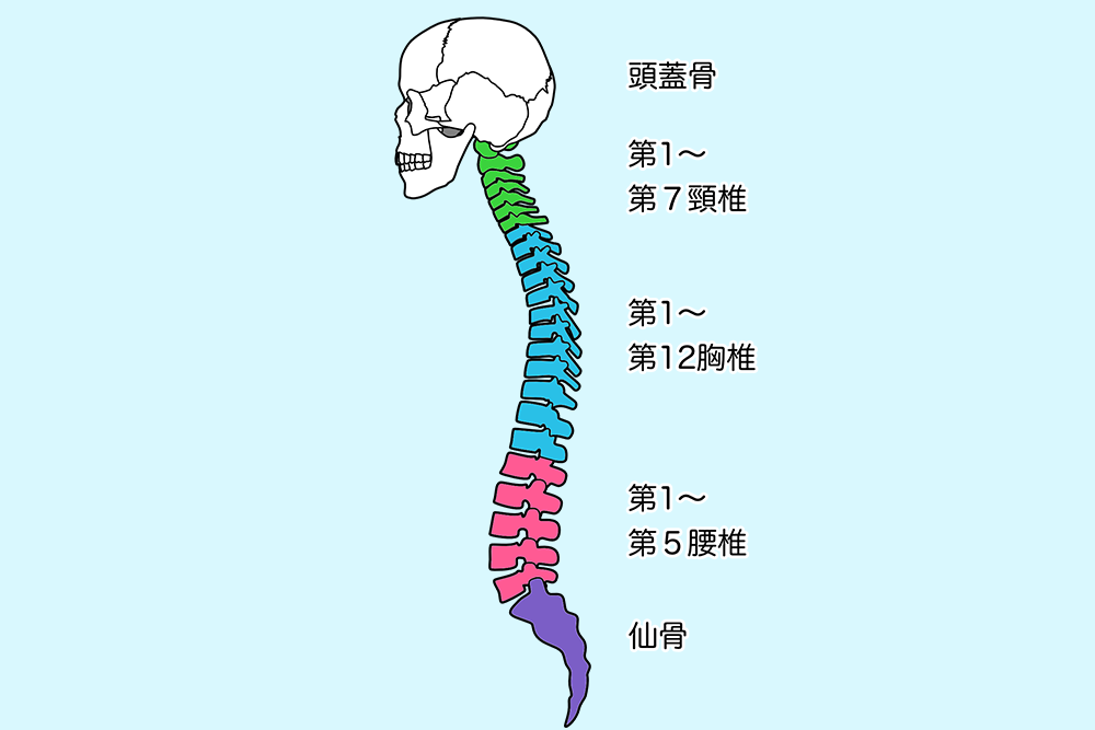 頚椎