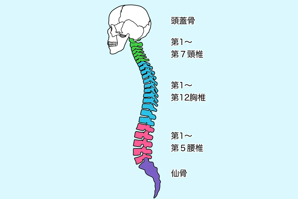 頚椎の図解